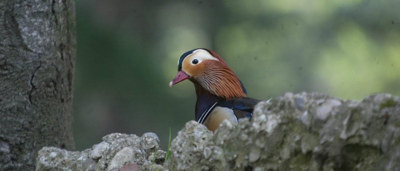 Uccelli acquatici al Parco di Monza