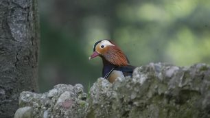 Uccelli acquatici al Parco di Monza