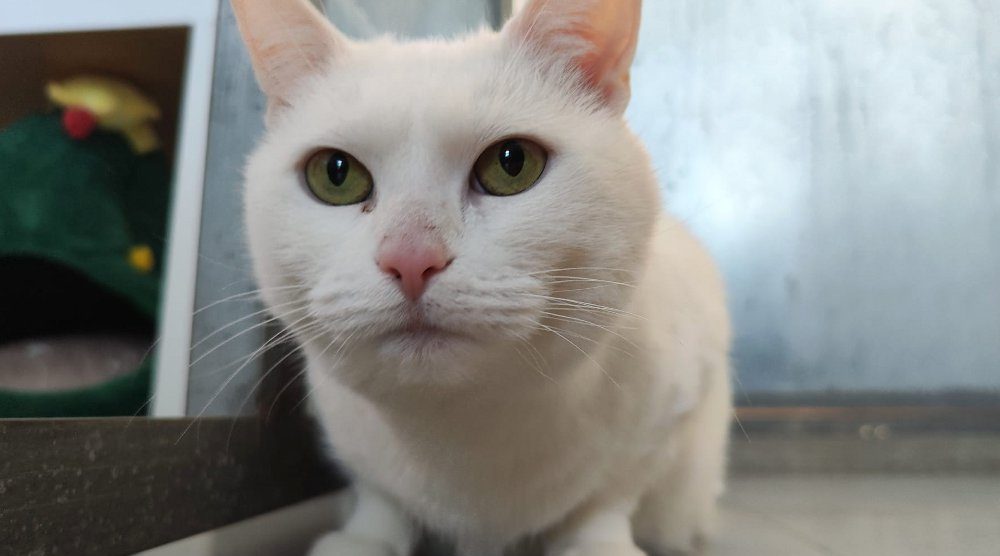 Gatto Enpa Monza Lady Madonna