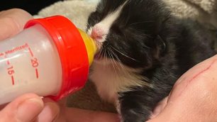 Enpa Mb gattini Asilo dei Cuccioli