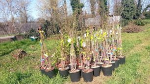 Messo a dimora a Meda un frutteto nel giardino della scuola Diaz