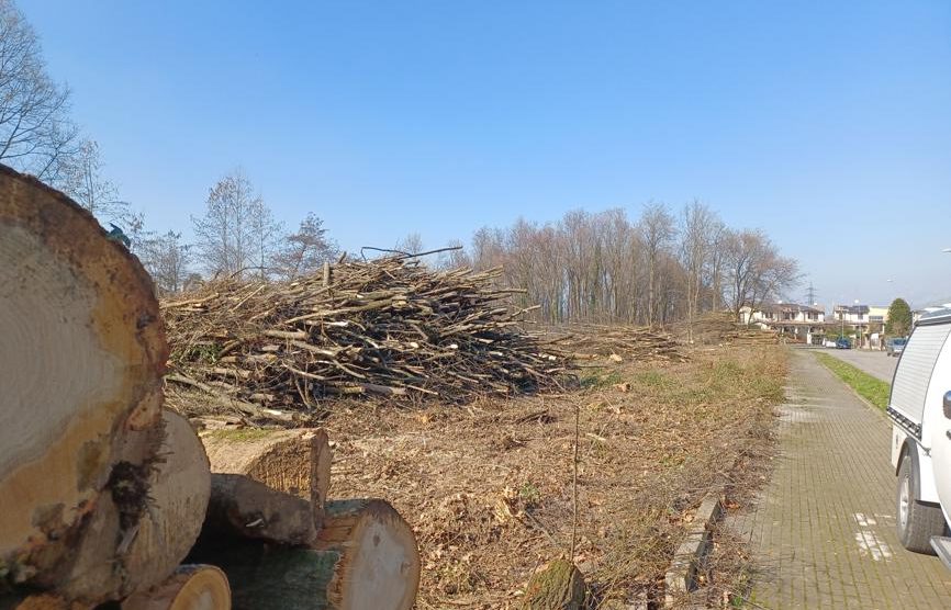 Mezzago Bosco in città