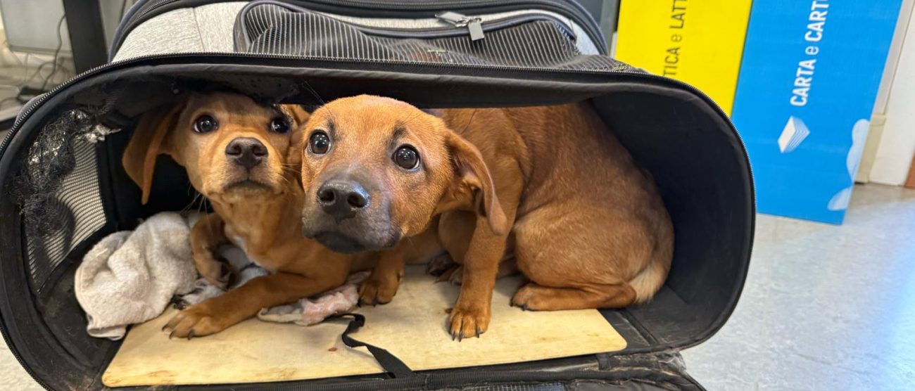 Monza cuccioli ritrovati quartiere San Donato