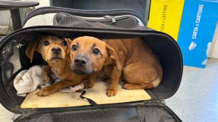 Monza cuccioli ritrovati quartiere San Donato