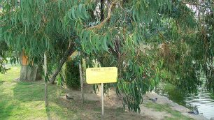 Hibaku Jumoku albero di Hiroshima - foto Wikipedia