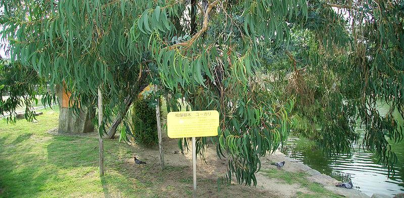 Hibaku Jumoku albero di Hiroshima - foto Wikipedia