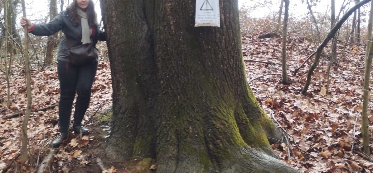 Arcore Quercia monumentale boschi Bernate Pedemontana
