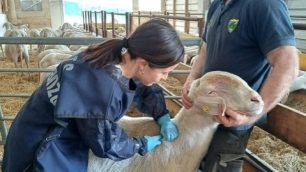 Vaccinazione per la Blue tongue a Monza e Brianza