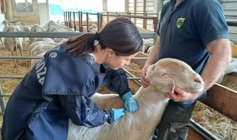Vaccinazione per la Blue tongue a Monza e Brianza