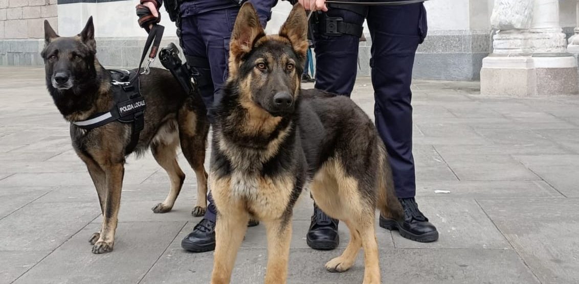 Monza polizia locale unità cinofila