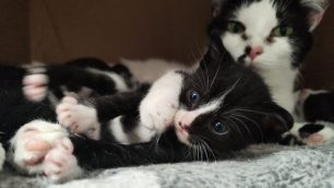 Monza Enpa mamma gatta con gattino
