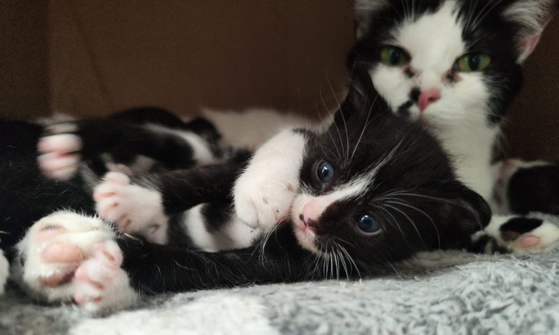 Monza Enpa mamma gatta con gattino