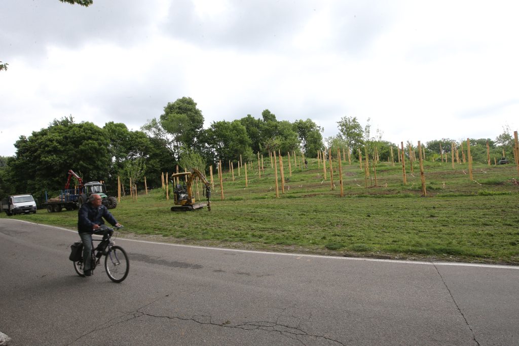 Parco di Monza lavori in corso impianto vigna - foto Radaelli