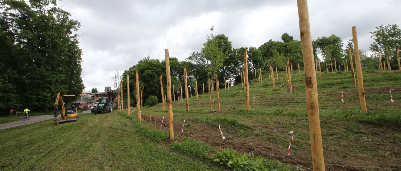 Parco di Monza lavori in corso impianto vigna - foto Radaelli