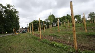 Parco di Monza lavori in corso impianto vigna - foto Radaelli