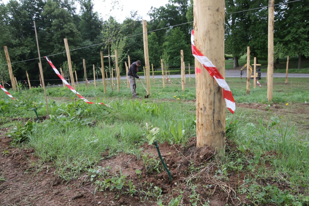 Parco di Monza lavori in corso impianto vigna - foto Radaelli