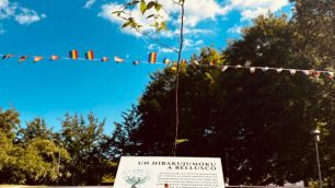Albero della Pace germoglio di Bagolaro nato dai semi di un Hibakujumoku