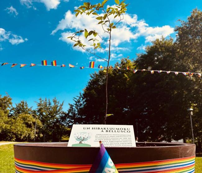 Albero della Pace germoglio di Bagolaro nato dai semi di un Hibakujumoku