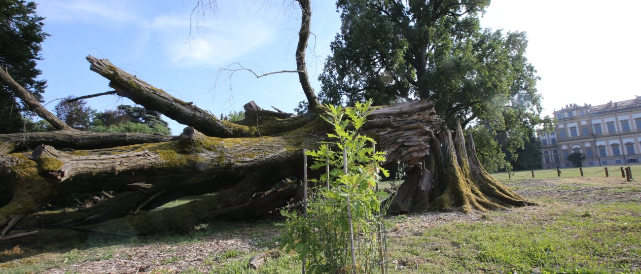 La figlia della quercia gemella a Giardini reali di Monza