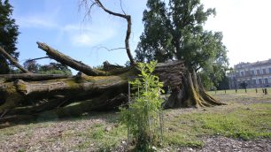 La figlia della quercia gemella a Giardini reali di Monza