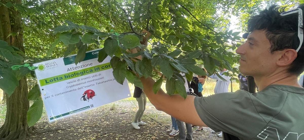 Le coccinelle liberate nel Parco di Monza