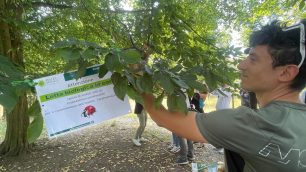 Le coccinelle liberate nel Parco di Monza