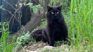 Agrate Brianza gatto nero abbandonato