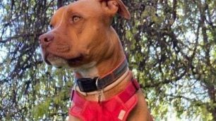 Cane Mulan scomparsa tra Vimercate e Arcore