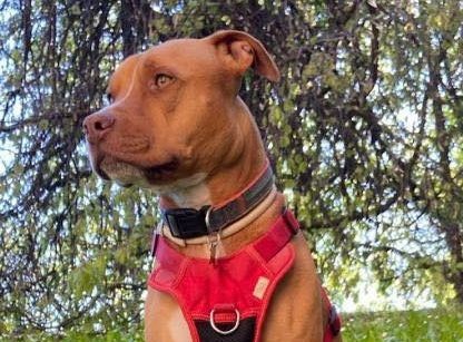 Cane Mulan scomparsa tra Vimercate e Arcore
