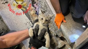 Il gatto salvato dai vigili del fuoco volontari a Carate Brianza