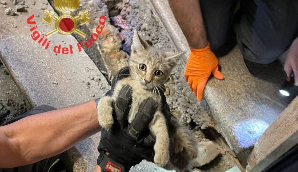 Il gatto salvato dai vigili del fuoco volontari a Carate Brianza