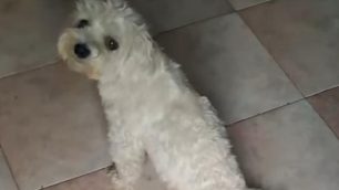 Giussano il cane Milo