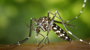 Monza 2025 Chikungunya caso sospetto
