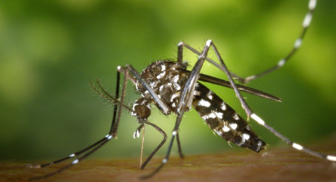 Monza 2025 Chikungunya caso sospetto