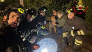 Il cane tratto in salvo dai vigili del fuoco a Bovisio