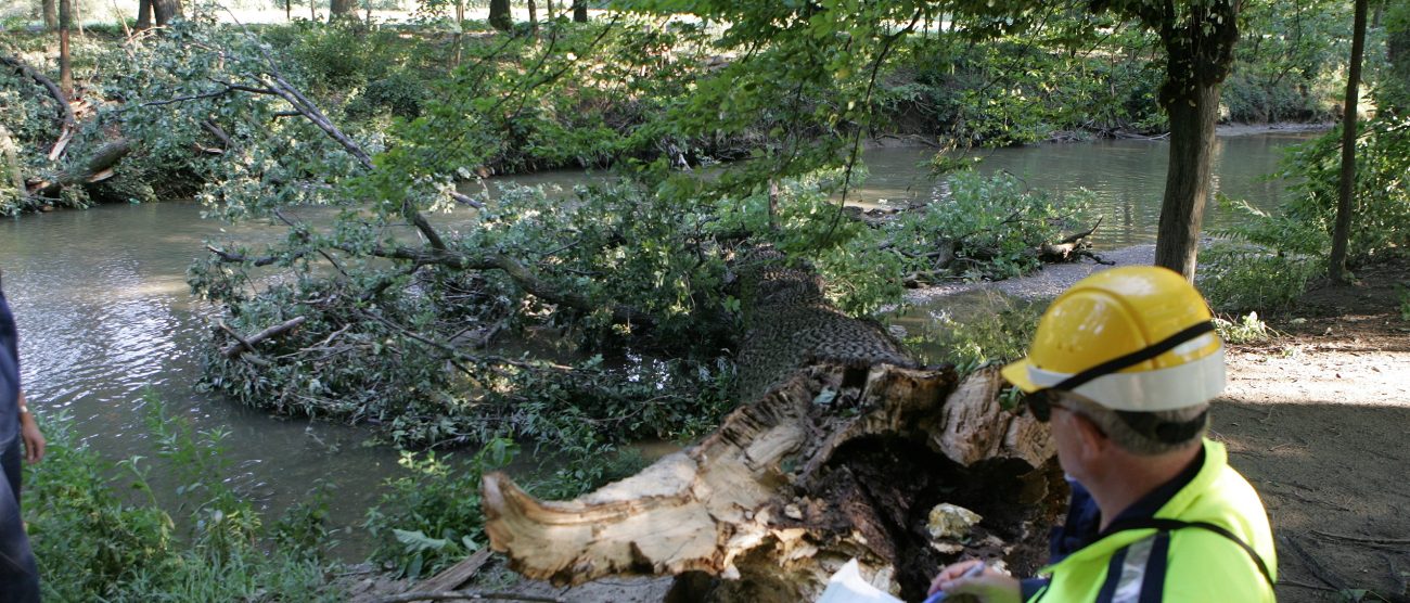 Parco di Monza alberi nubifragio 2023 - foto Radaelli