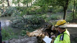 Parco di Monza alberi nubifragio 2023 - foto Radaelli