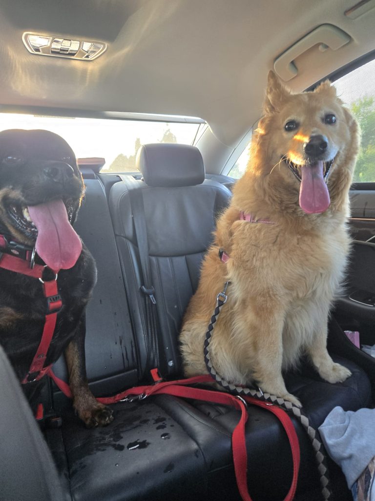 Enpa Monza Buffy e Pandora in auto