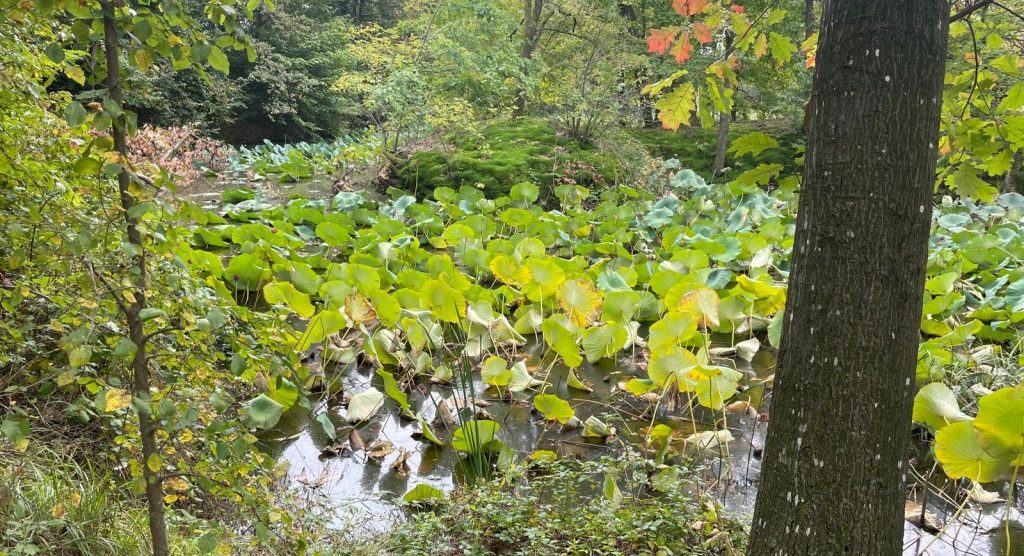 Parco groane Fior di Loto