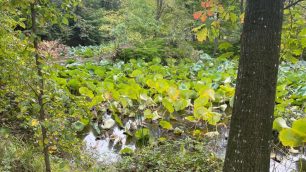 Parco groane Fior di Loto
