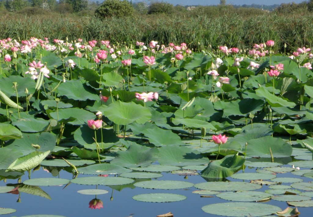 Parco groane Fior di Loto