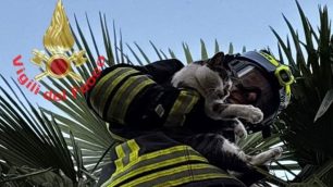 Nova Milanese 2025 vigili del fuoco recupero gatto