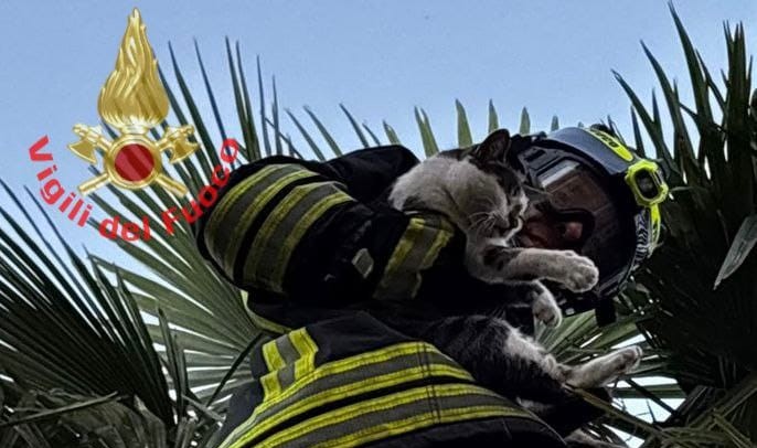 Nova Milanese 2025 vigili del fuoco recupero gatto
