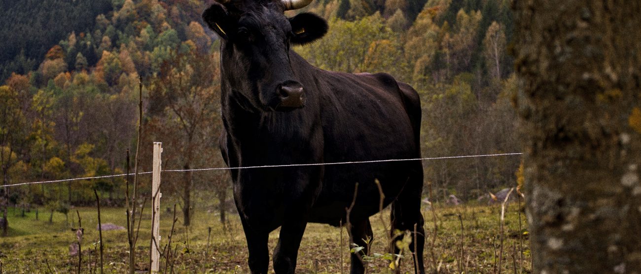 Toro - foto Wirestock/Freepik