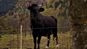 Toro - foto Wirestock/Freepik