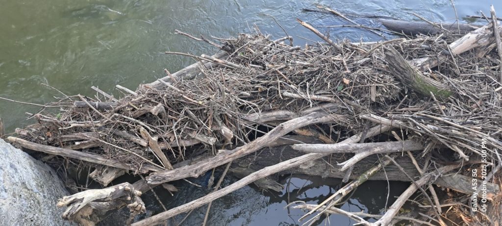 Monza pulizia Ponti sul Lambro nel parco