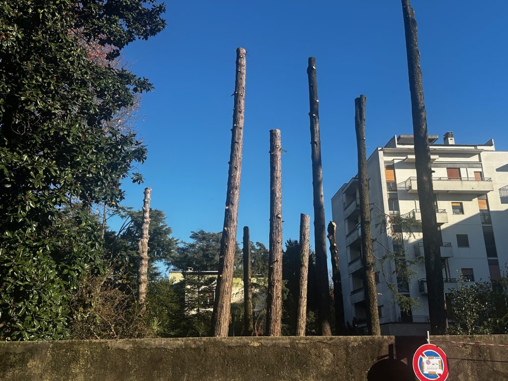 Desio alberi via Diaz