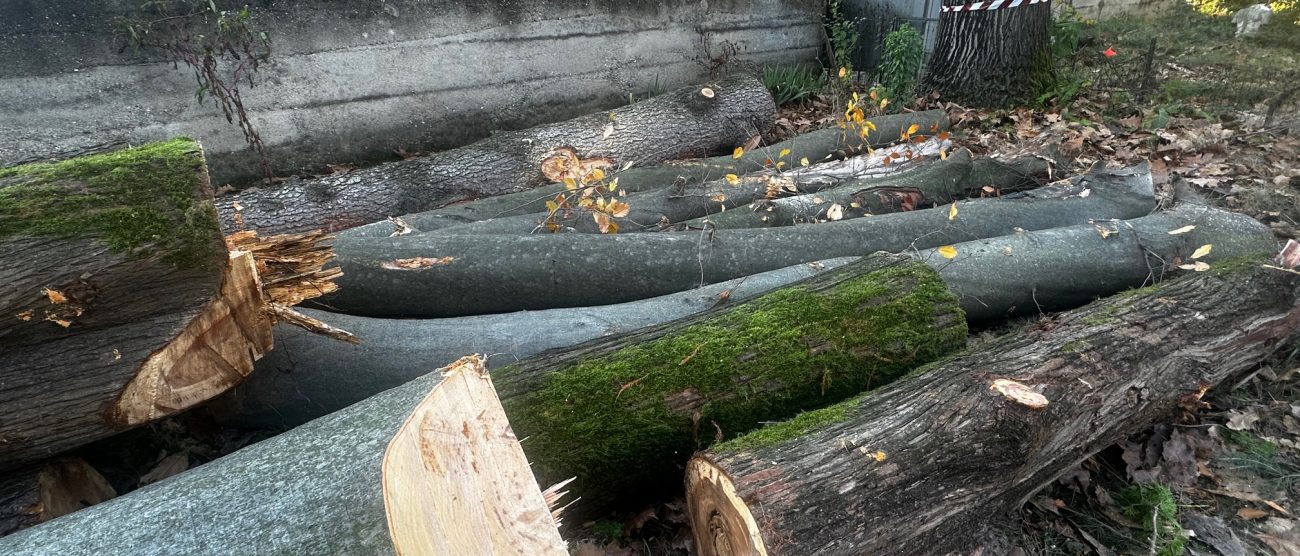 Desio alberi via Diaz