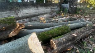 Desio alberi via Diaz