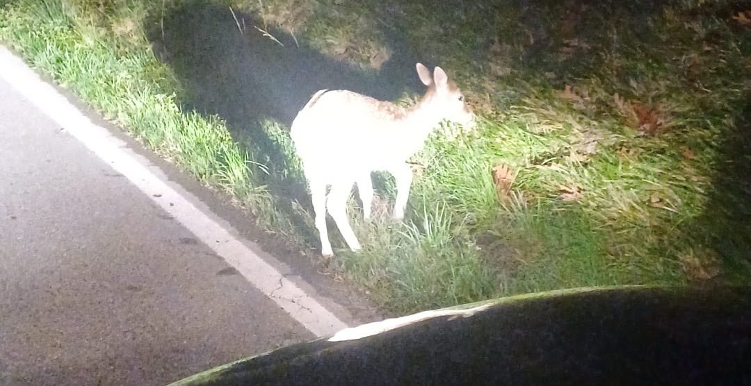Il daino ferito recuperato dalla Polizia provinciale a Meda